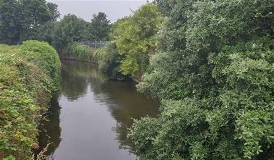 River Crane