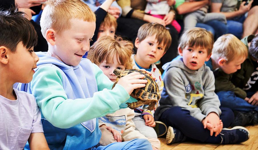 Meeting Shelly, a Herman's tortoise