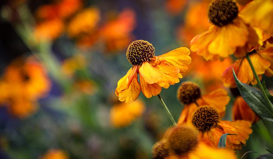 Photography in Nature - Jackie Rado