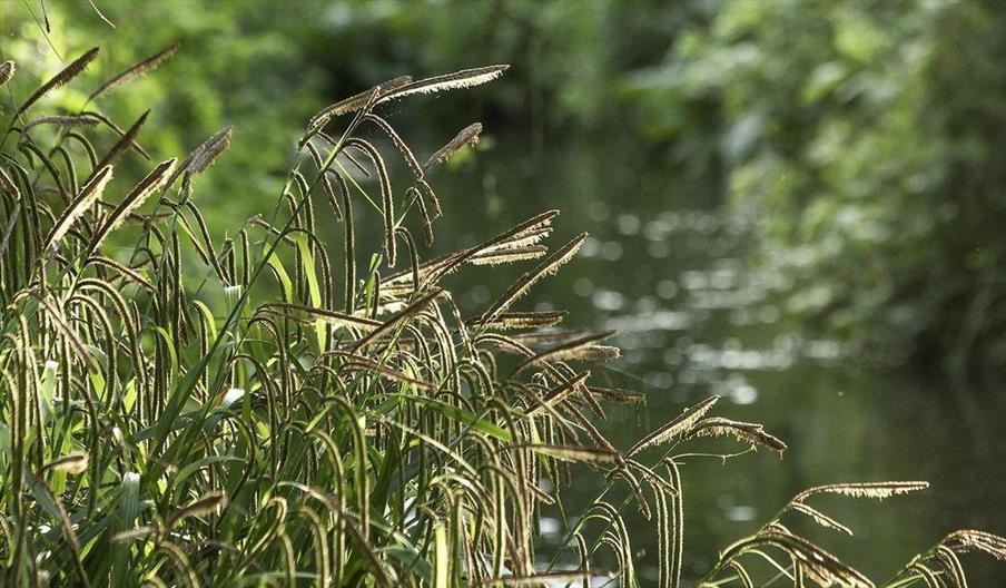 Green plants on riverside