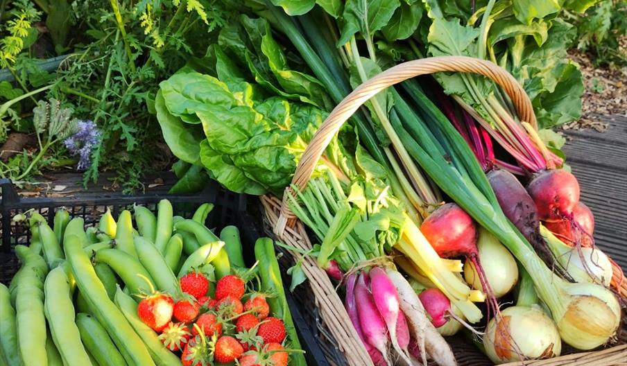 Produce grown and harvested for the local food bank