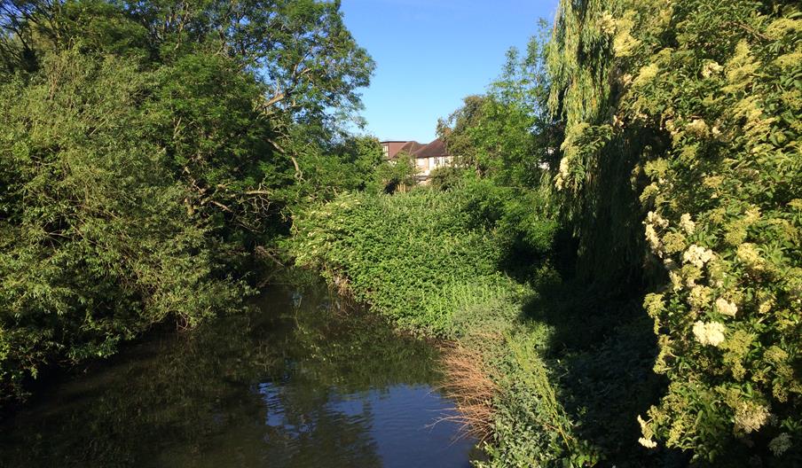 beautiful River Crane