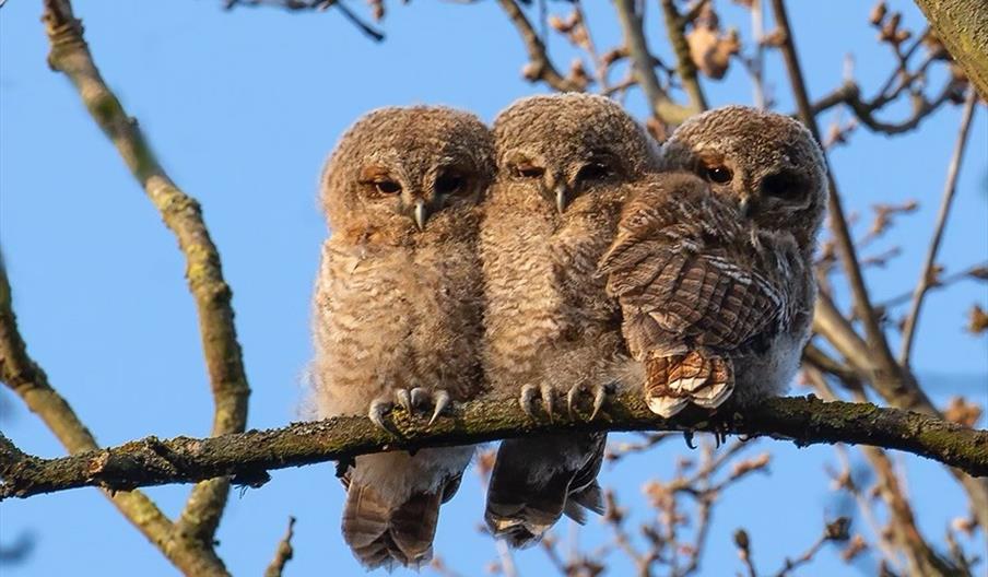 Young owls (Photo by Andrew Wilson)