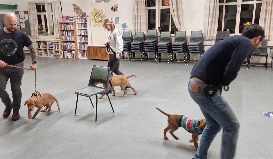 Puppy training class in Teddington