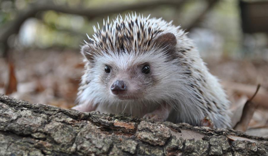 Hedgehog Friendly Walk on Barnes Common