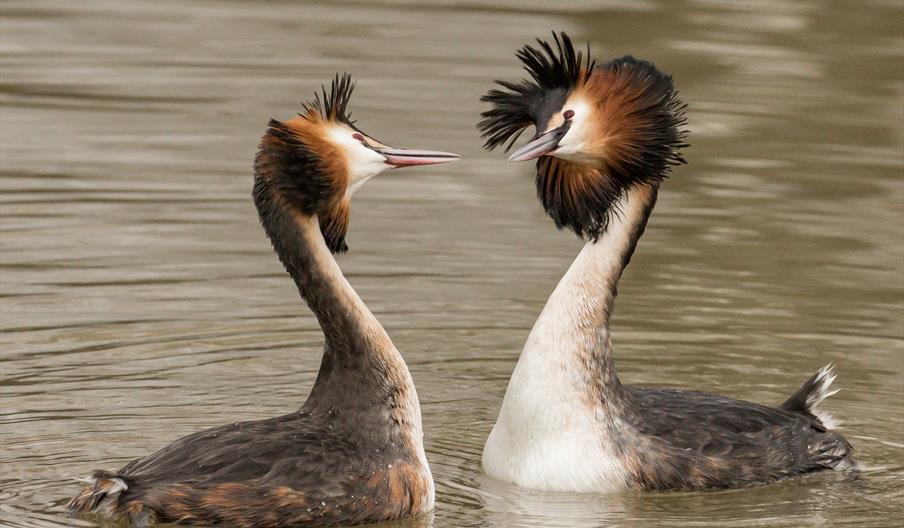 2 Grebes Courting Richard Sharman