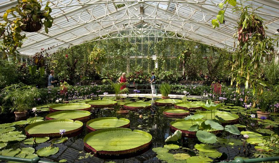 kew gardens, lily pads, lake