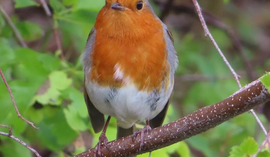 Robin