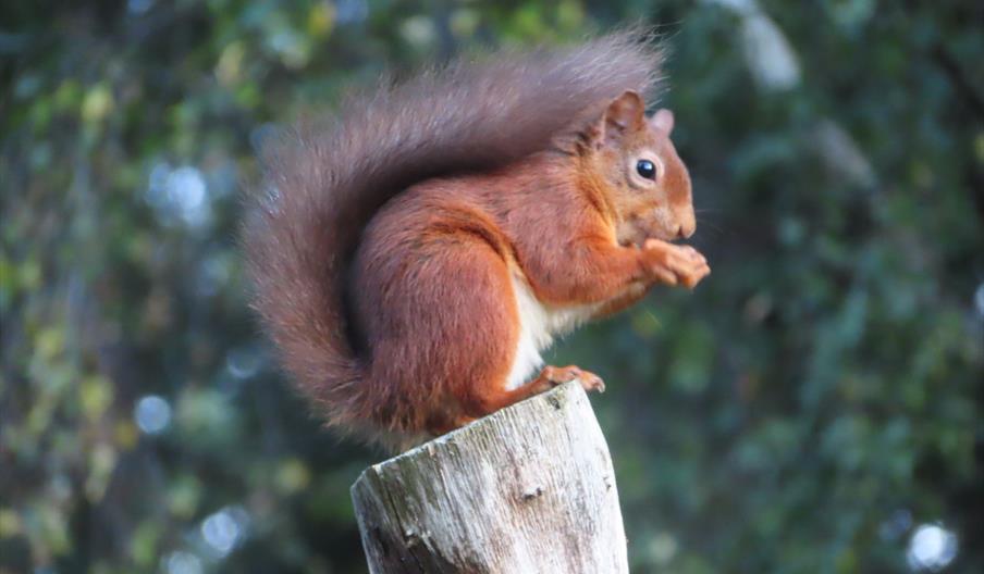 Red Squirrel