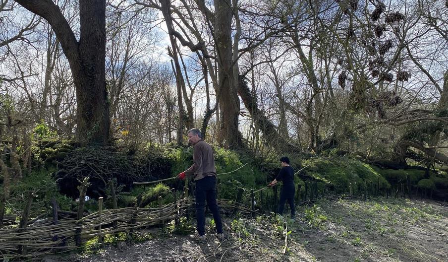 Volunteers constructing willow spiling along the River Thames as part of a riverbank restoration project.