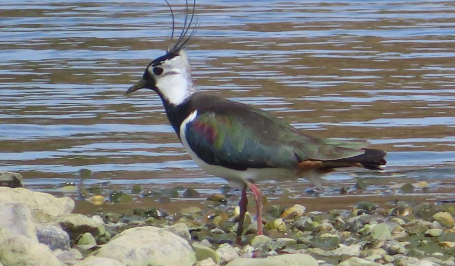 Lapwing