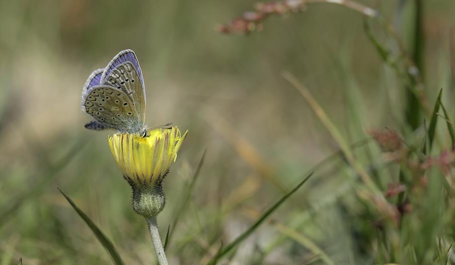 Common Blue butterfly / Photo by Andrew Wilson