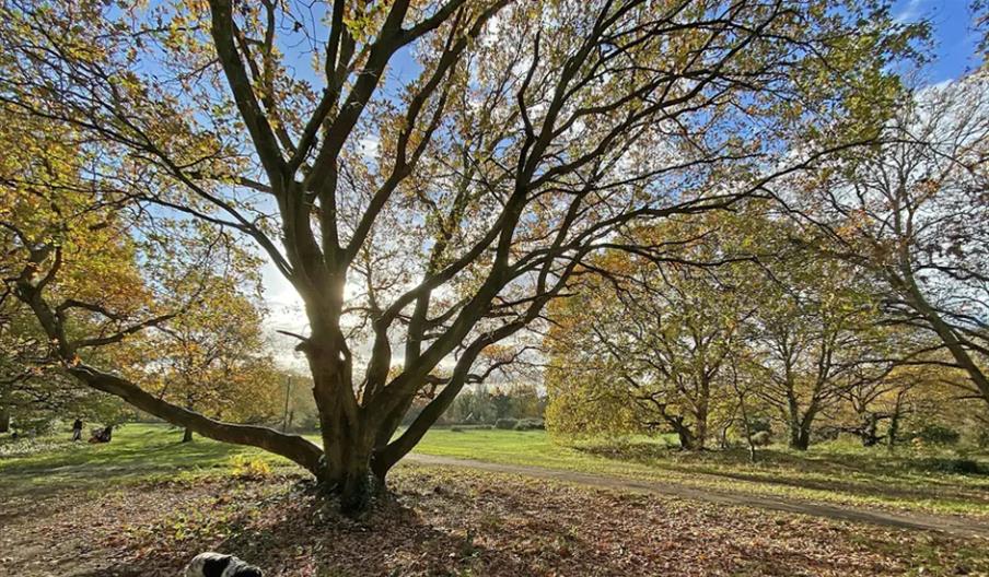 A tree in park with fall colours