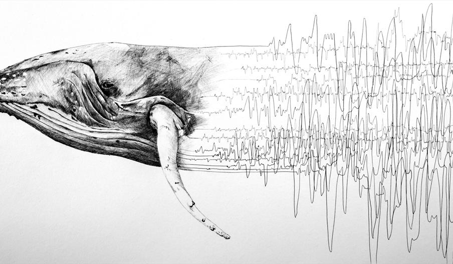 Black and white drawing of a whale transforming into whale song sound recordings