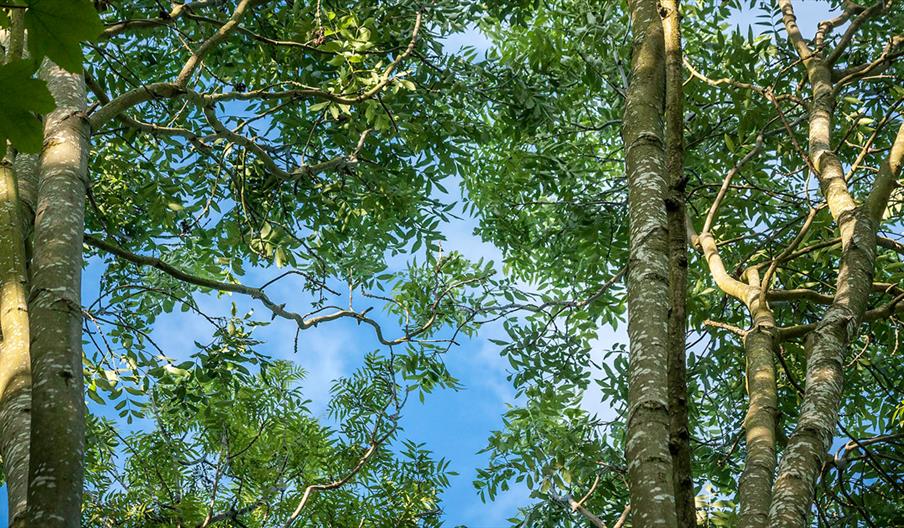 Leaves and branches of Ash trees looking up with the sky behind them