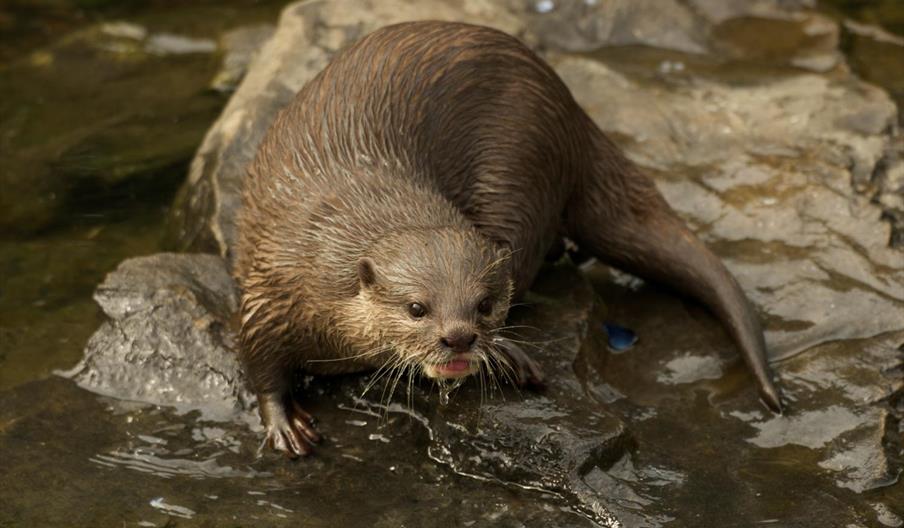 Asian otter