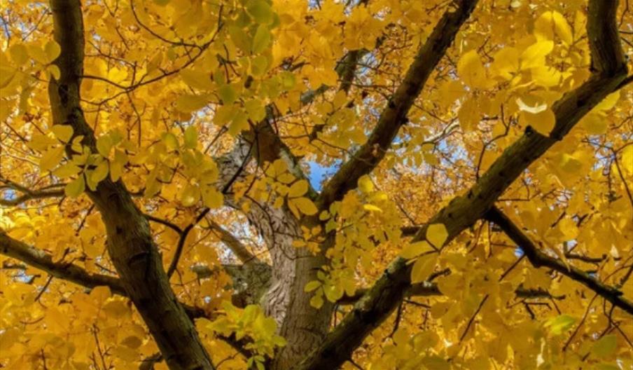 Autumn Walk