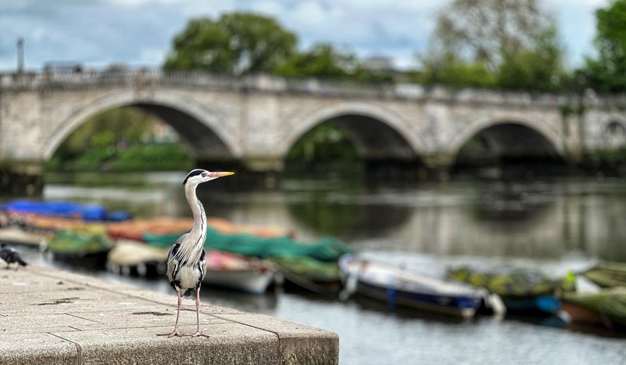 Richmond Bridge