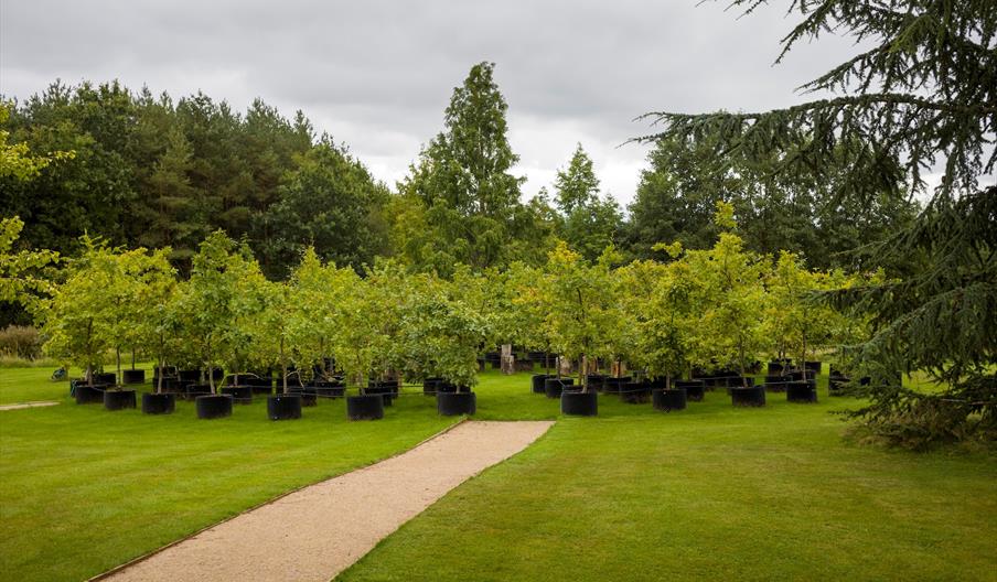 Beuys' Acorns Oak Circle