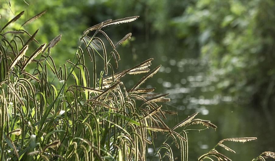 Beverley Brook (Photo by Andrew Wilson)