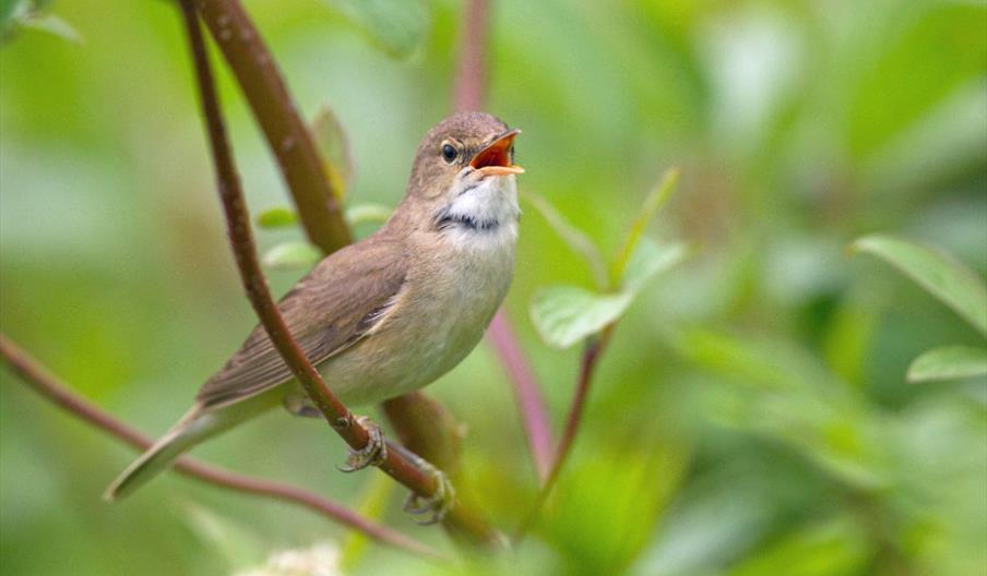 Spring Birdsong Walk - Richard Allen WWT