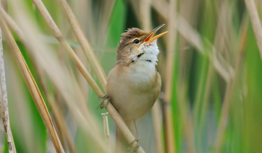Spring Bird Song Walk