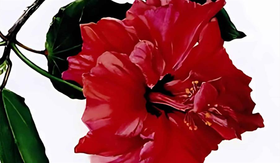 Botanical Art Painting and Drawing