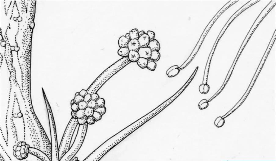 Botanical pen and ink Intermediate