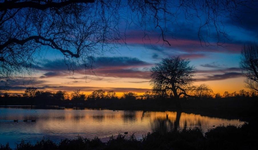 Landscape photo of Bushy Park