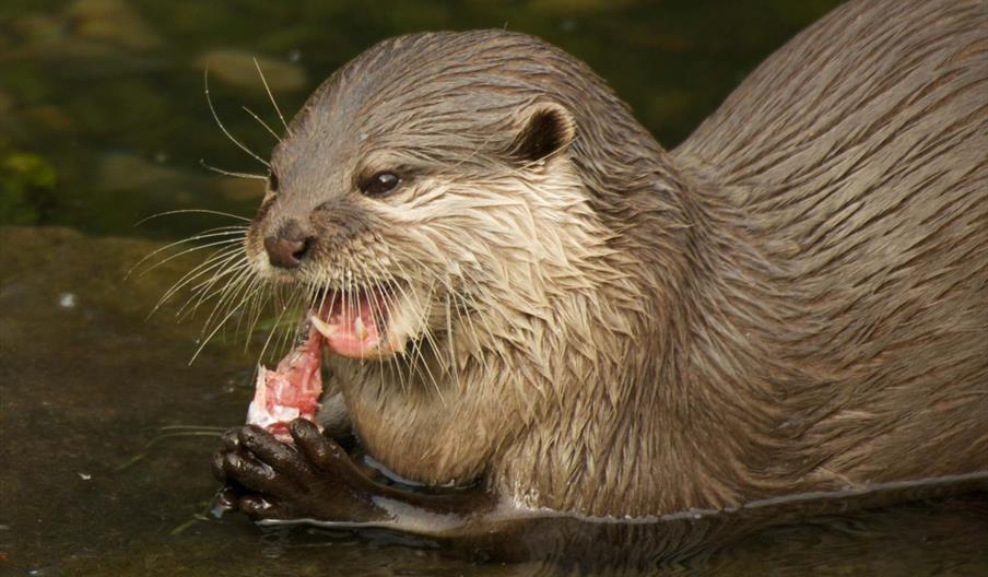 Otter and fish