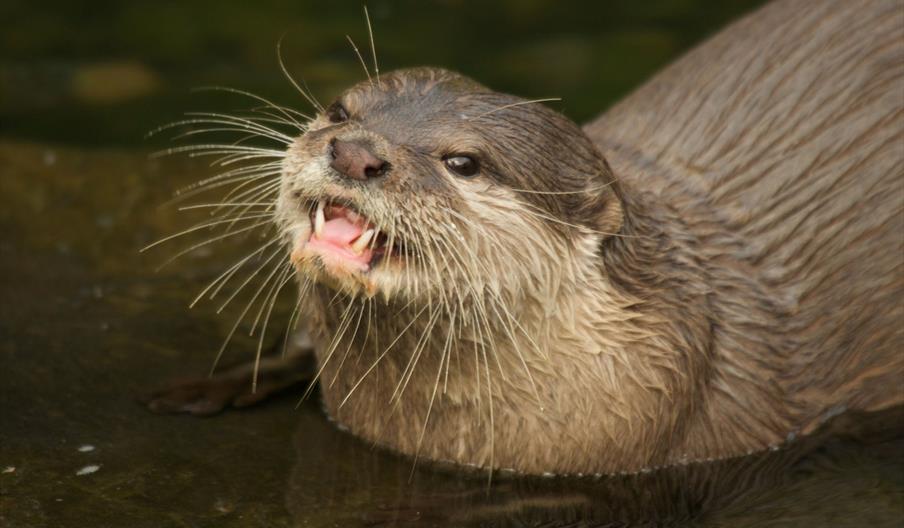 Asian short clawed otter