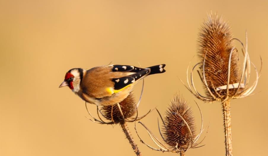 Common Bird Photography Workshop- Image credit Harry Rice -