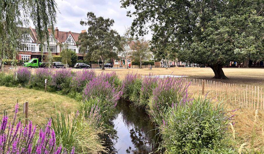 Stream lined with purple wildflowers in a park, with mature trees, open grassland, and houses in the background under a cloudy sky.