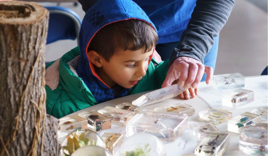 Small boy with hood up examines insects set in resin