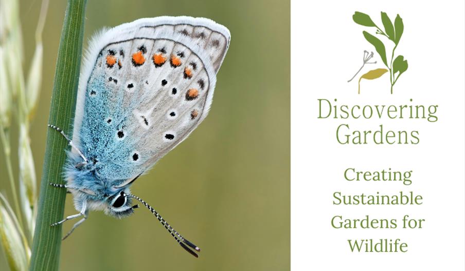 Creating Sustainable Gardens for Wildlife