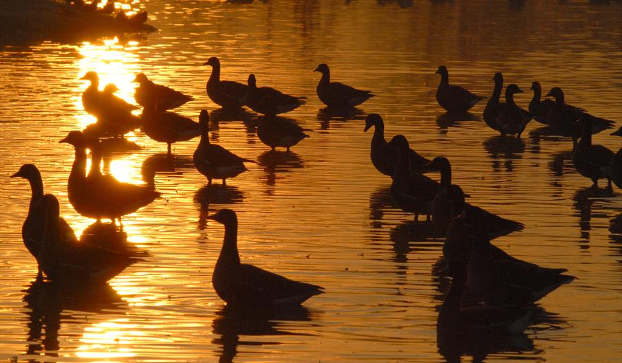 Dawn Chorus - James Lees