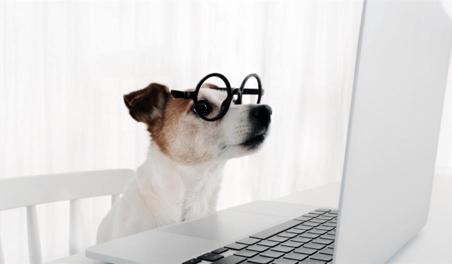 A dog wearing glasses looking at a laptop.