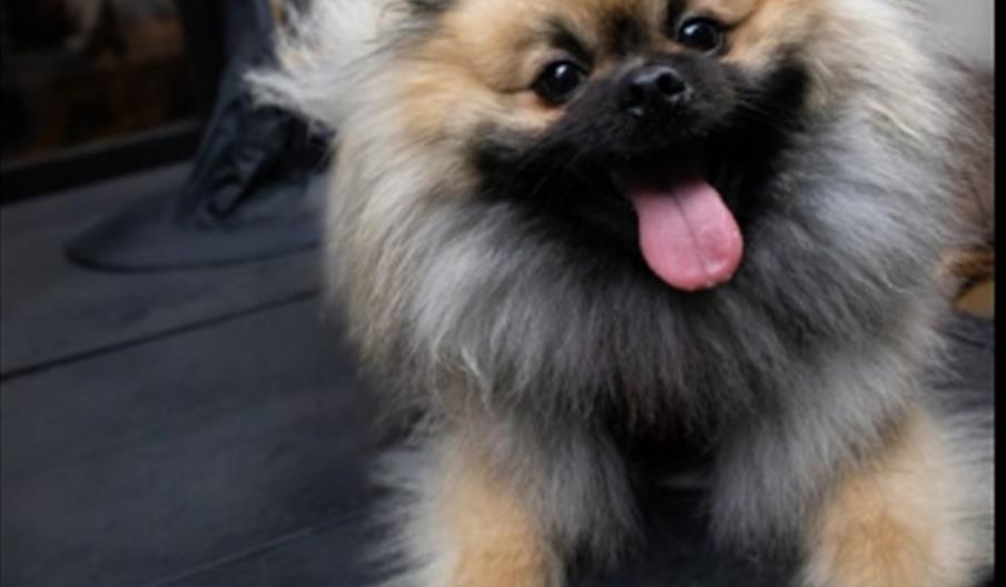 Doggy Saturday
