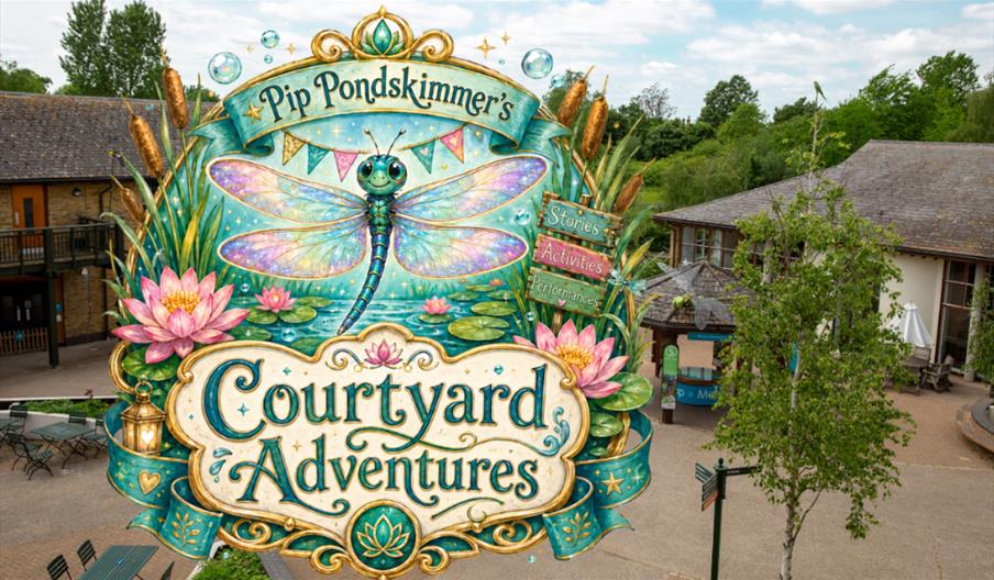 Dragonfly Courtyard Adventures