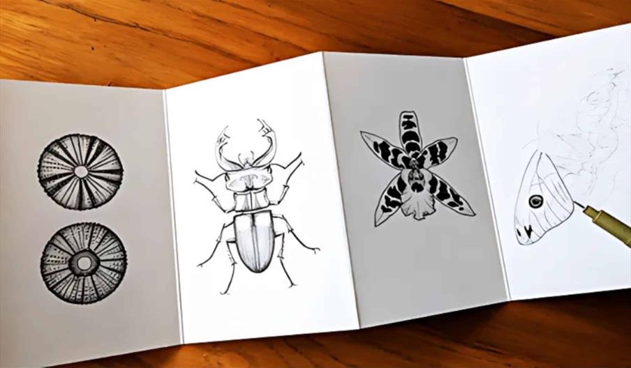 Drawing Nature in Pen and Ink