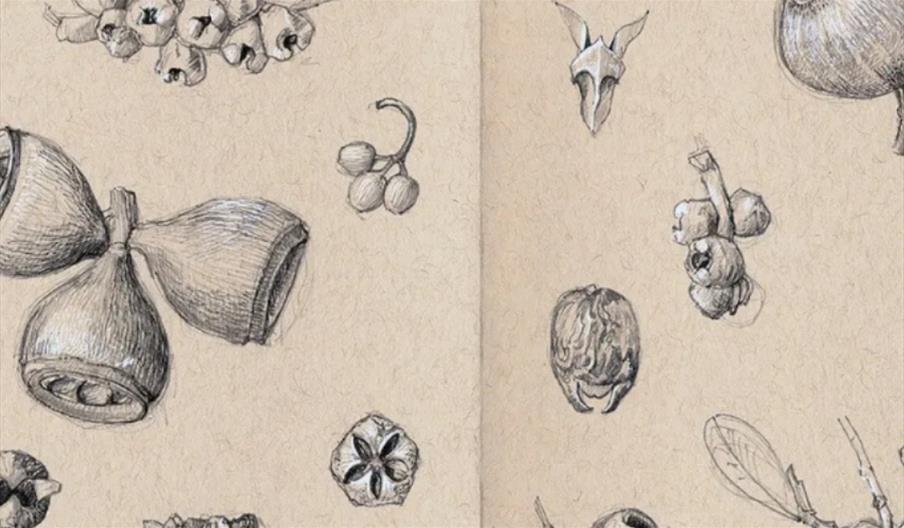 Drawing seed pods