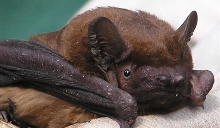 Echoes in the Dark: Bat Talk and Walk