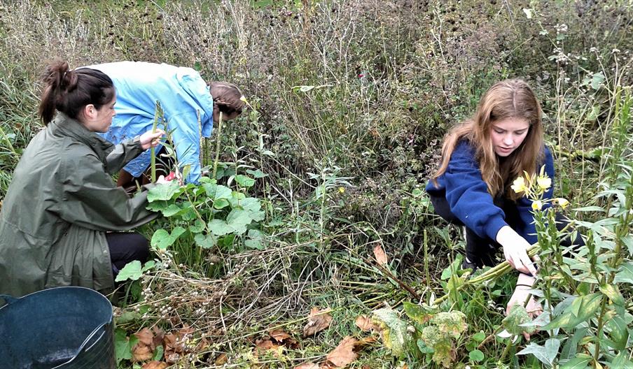 Children collecting wildflower seeds