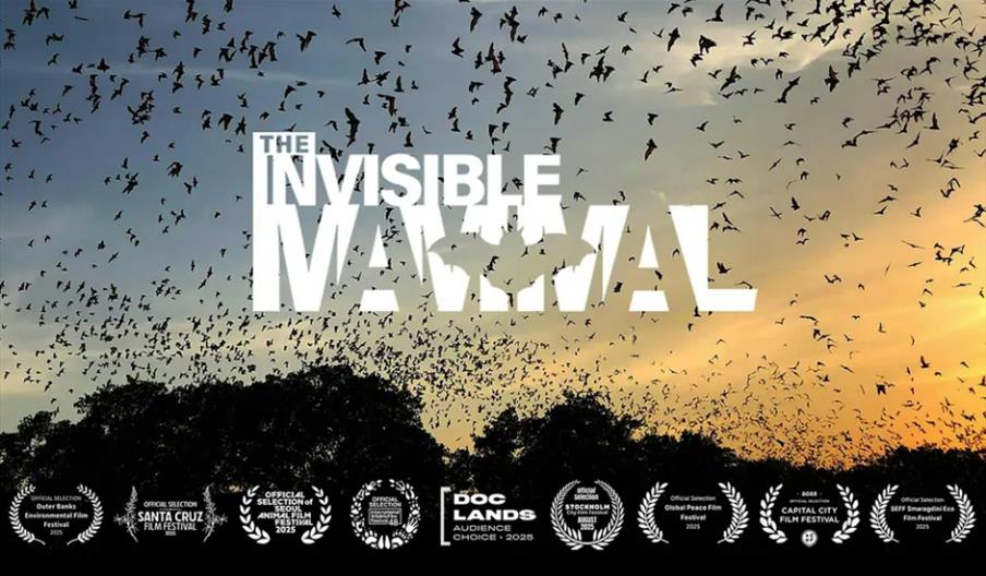 The Invisible Mammal movie poster