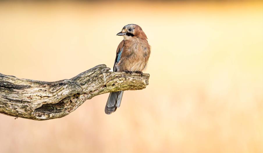 Wildlife Photography Workshop