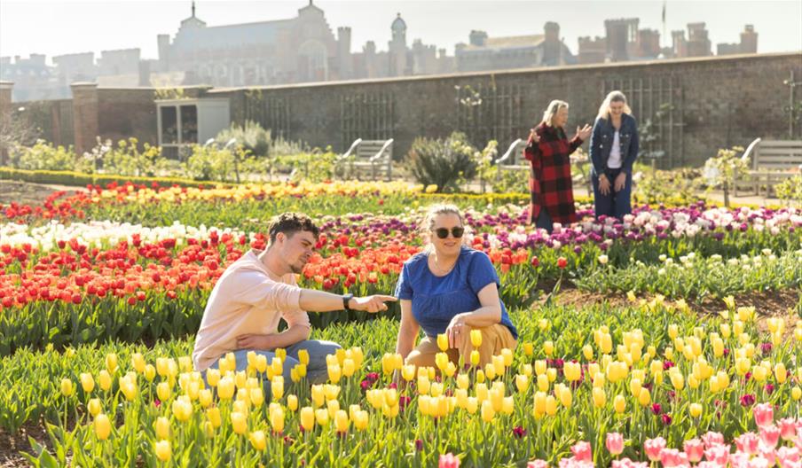 Visitors admiring the tulip displays at Hampton Court Palace