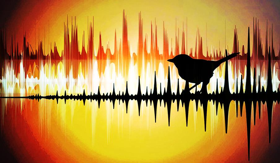 Experience the circadian song cycle of Twickenham's nature chorus.