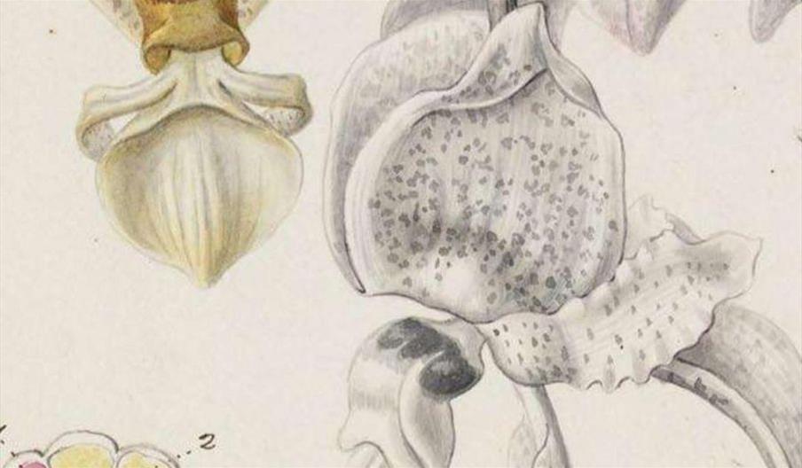 Flower drawing and dissection: Intermediate
