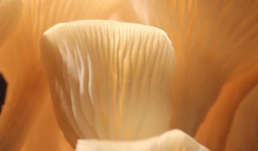 Discover the fascinating world of fungi with The Caley Brothers