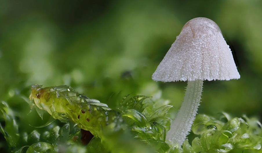 Fungi Walks: Citizen Science